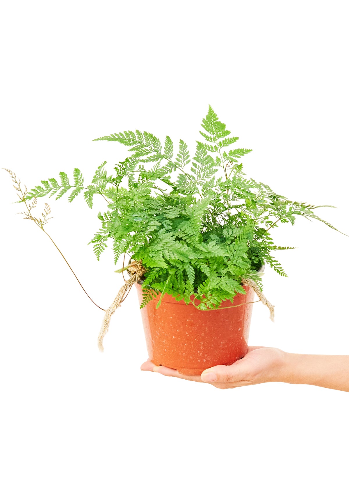 Rabbit Foot Fern, 6" Pot