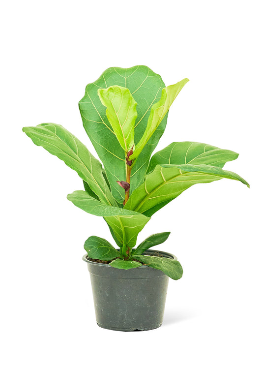 Fiddle Leaf Fig, 6" pot