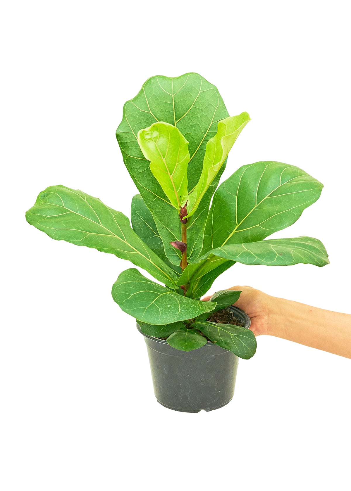 Fiddle Leaf Fig, 6" pot