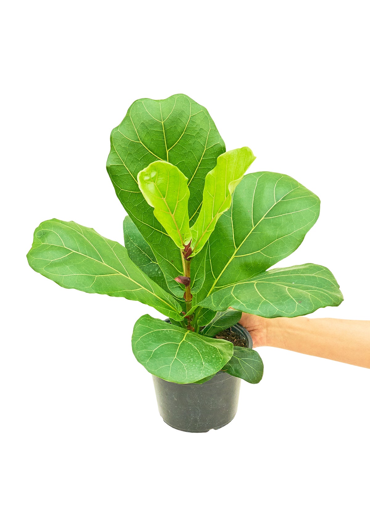 Fiddle Leaf Fig, 6" pot