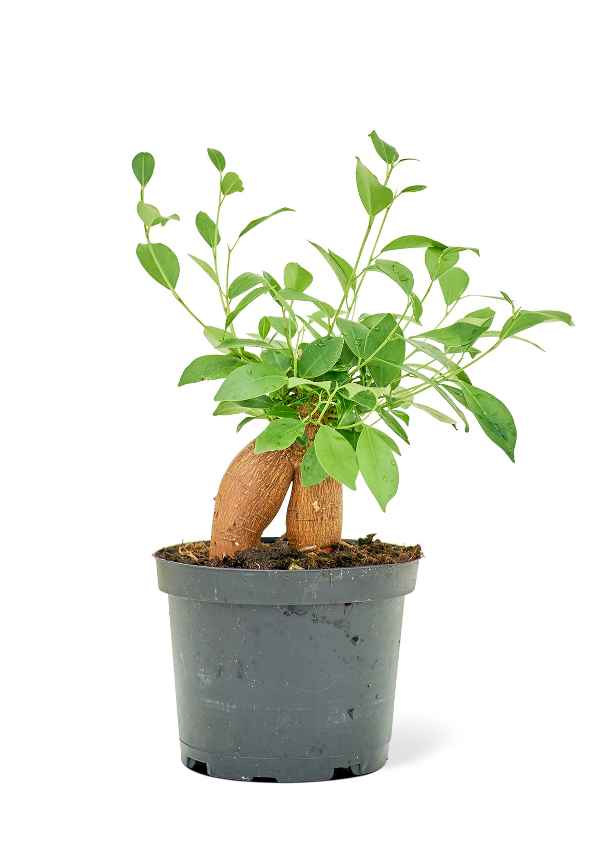 Ficus 'Ginseng', 6" pot