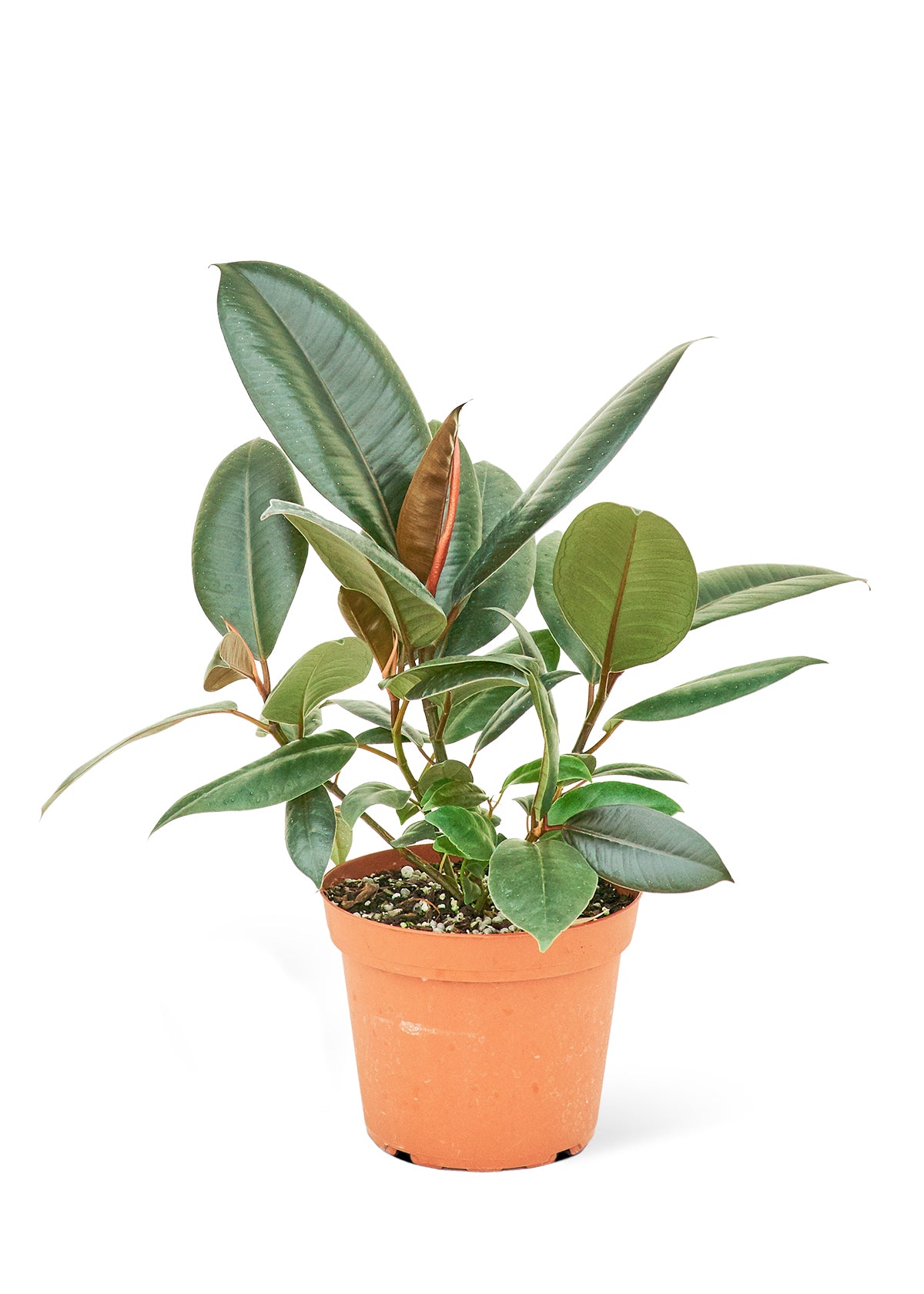 Rubber Tree 'Burgundy', 6" pot