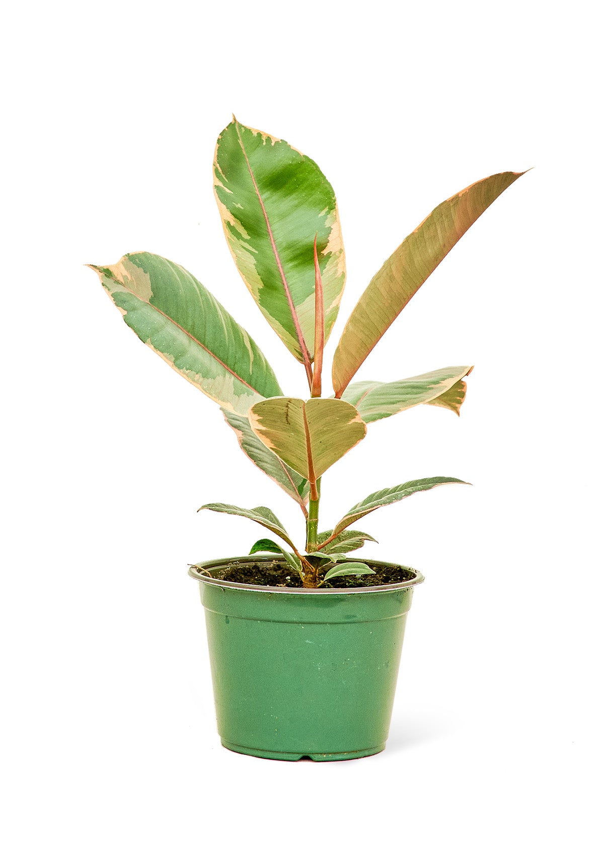 Ficus 'Tineke', 6" pot