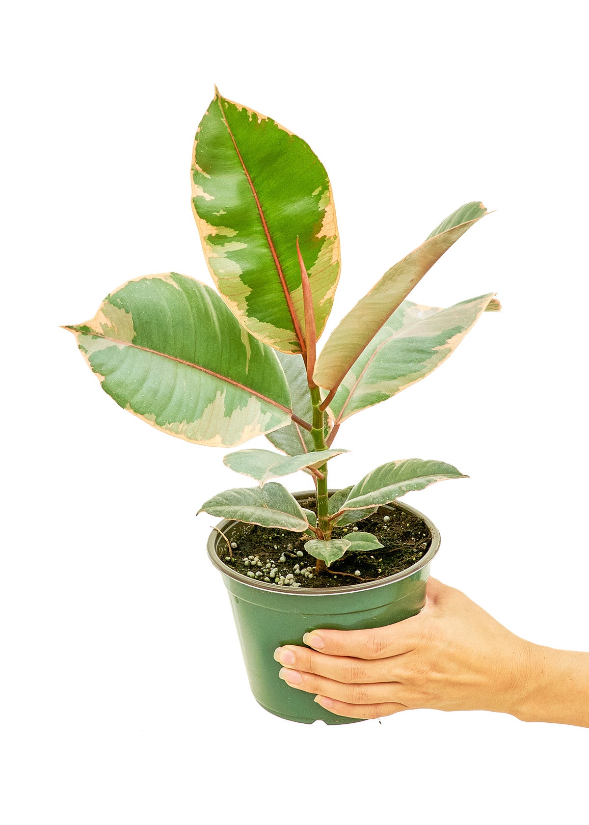 Ficus 'Tineke', 6" pot