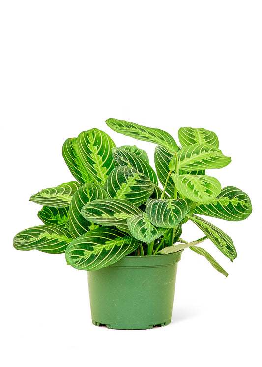 Prayer Plant 'Beauty Kim', 6" pot