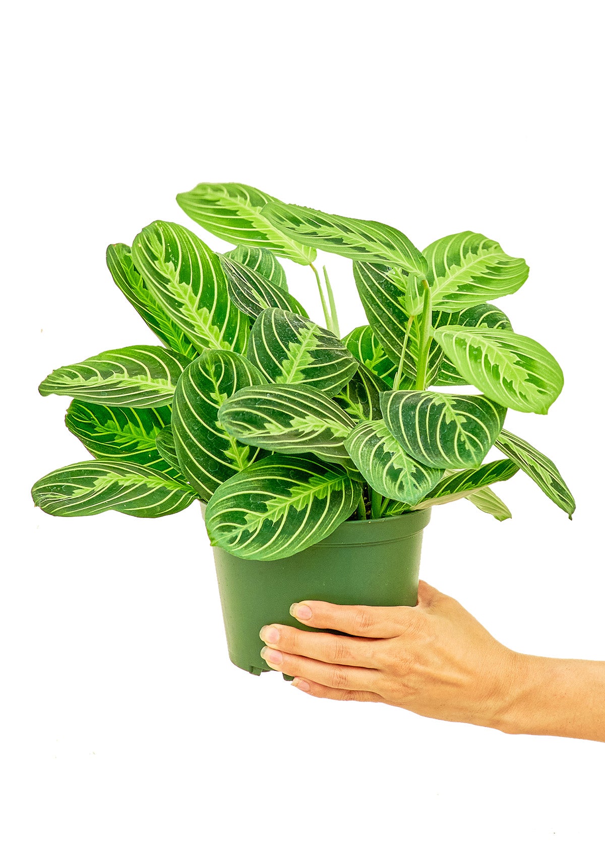 Prayer Plant 'Beauty Kim', 6" pot