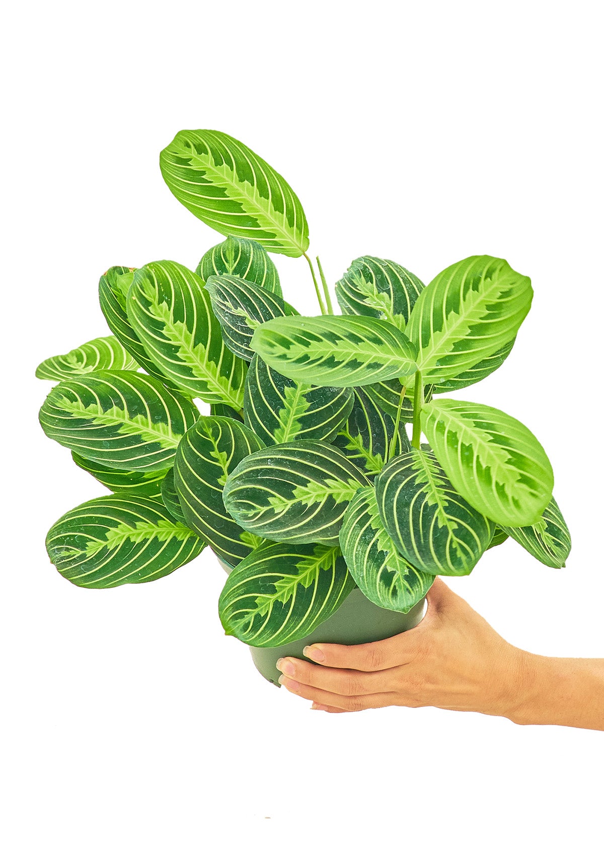 Prayer Plant 'Beauty Kim', 6" pot