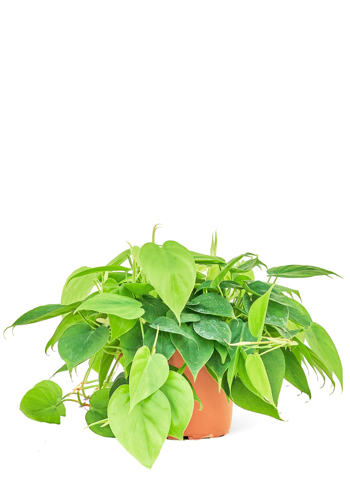 Sweetheart Philodendron, 6" pot