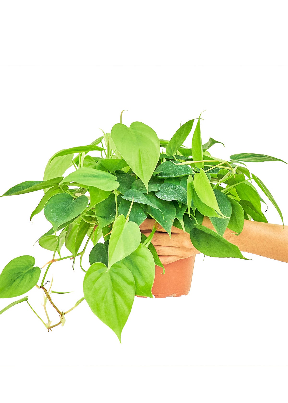 Sweetheart Philodendron, 6" pot