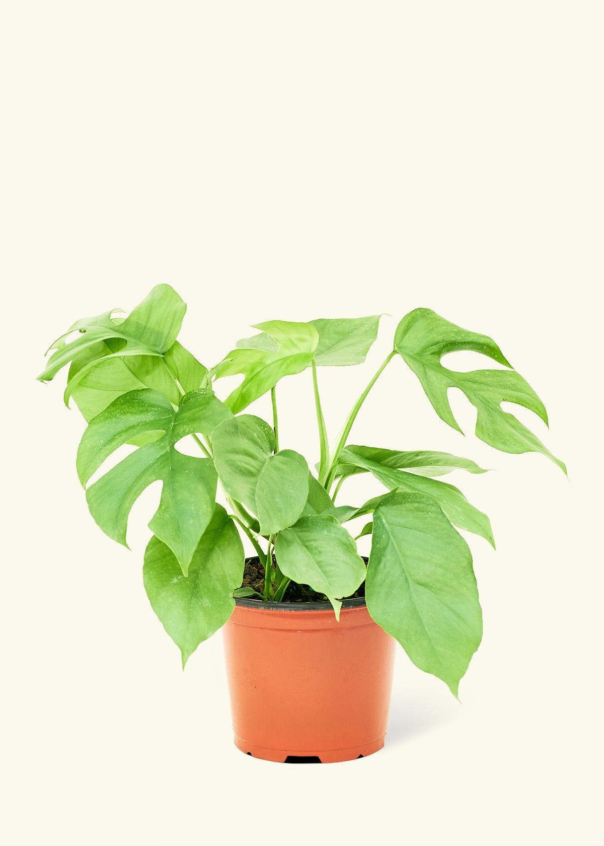 Mini Monstera, 6" Pot