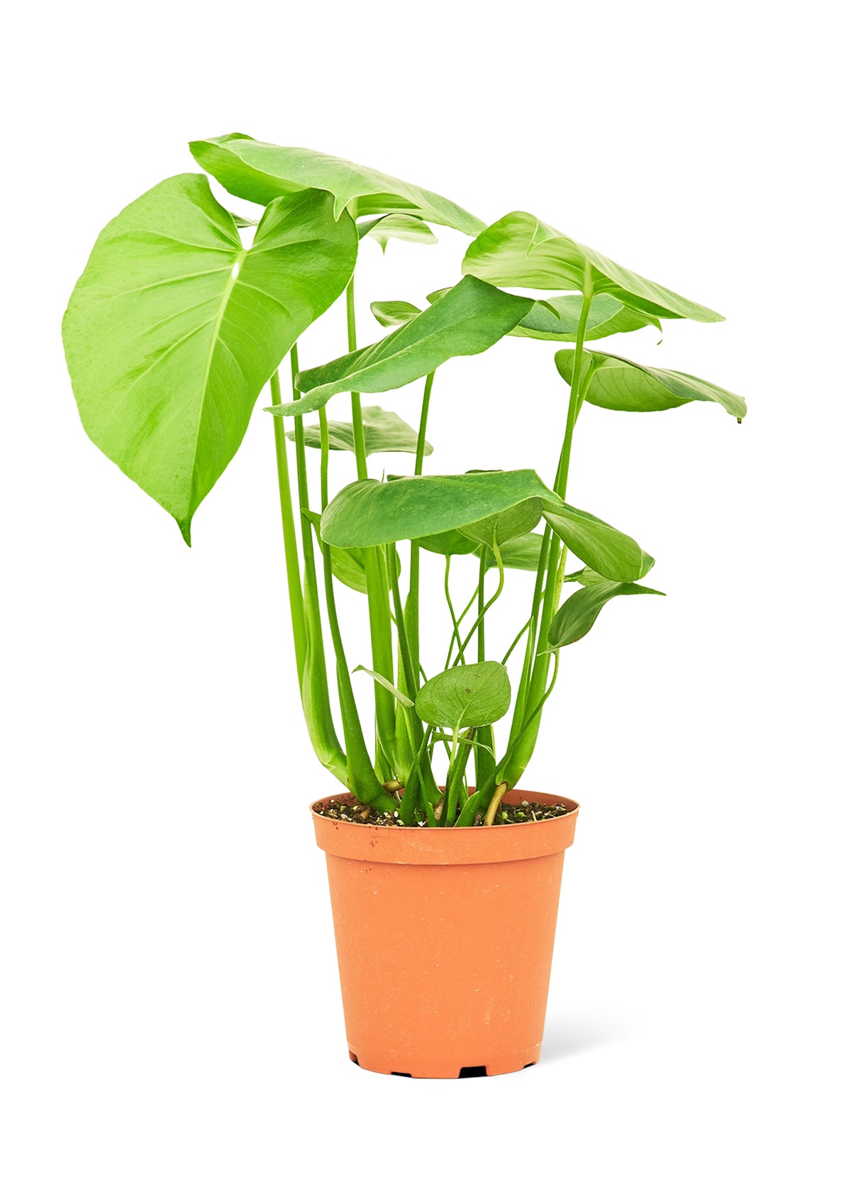 Monstera Swiss Cheese Plant, 6" pot