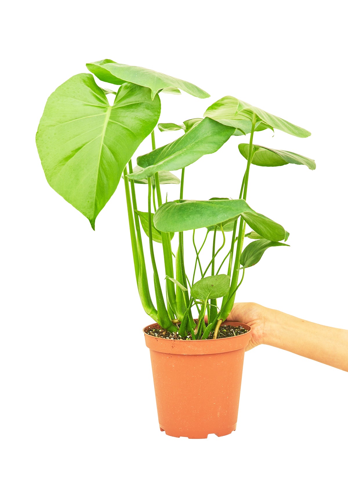 Monstera Swiss Cheese Plant, 6" pot