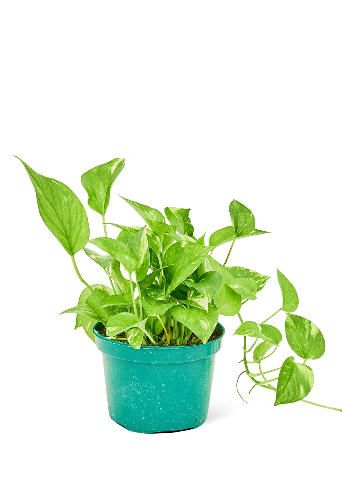 Golden Pothos, 6" pot