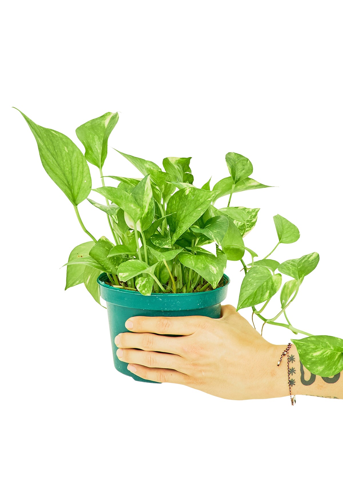 Golden Pothos, 6" pot