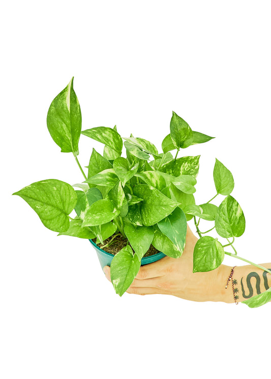 Golden Pothos, 6" pot