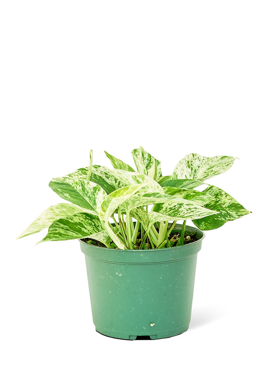 Pothos 'Marble Queen', 6" pot