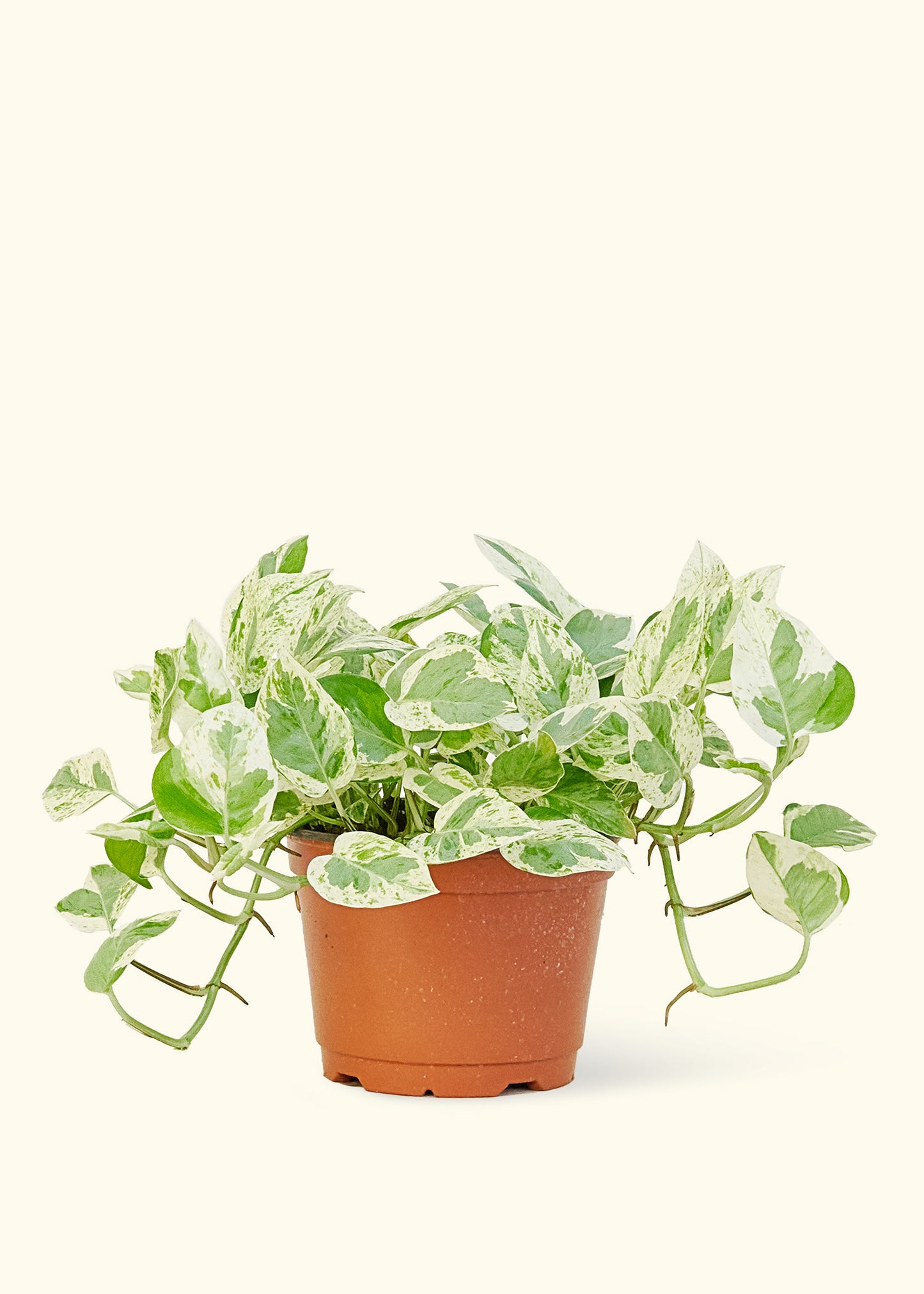 Pothos 'Pearls and Jade', 6" pot