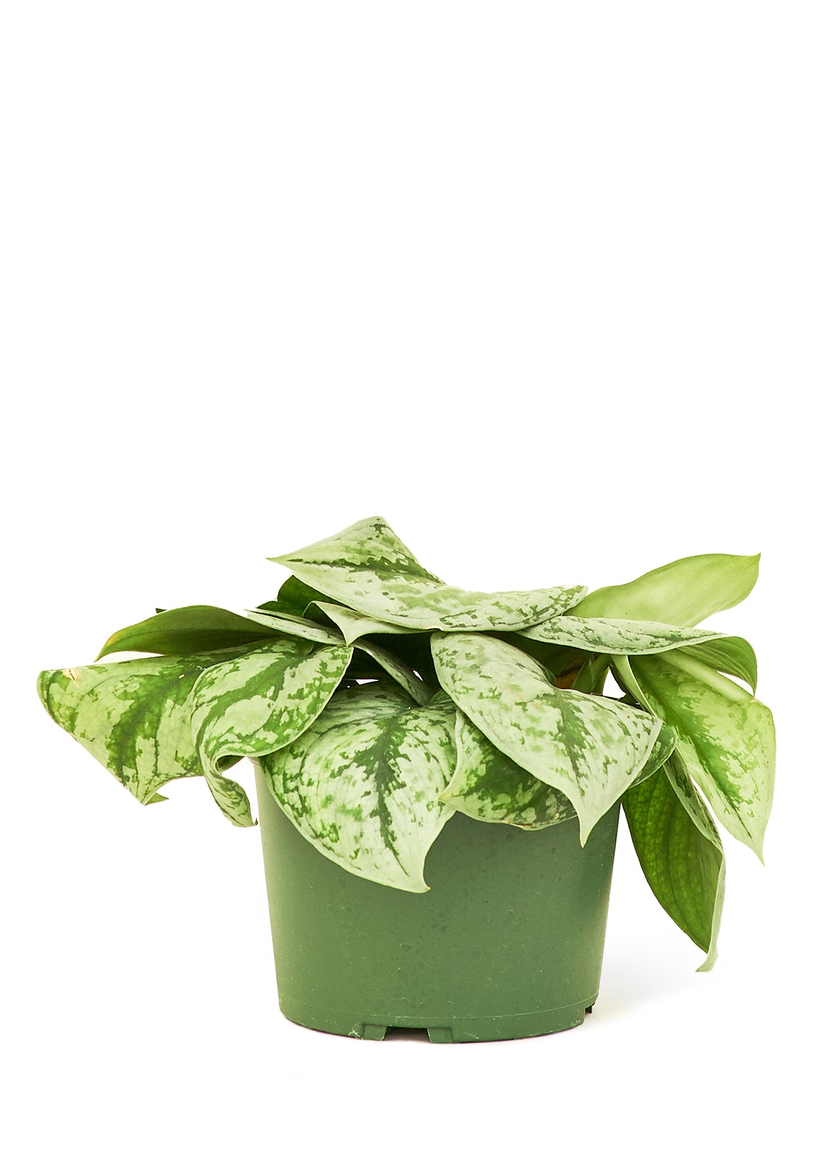 Silver Pothos 'Exotica', 6" pot