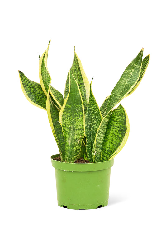 Snake Plant 'Laurentii', 6" pot