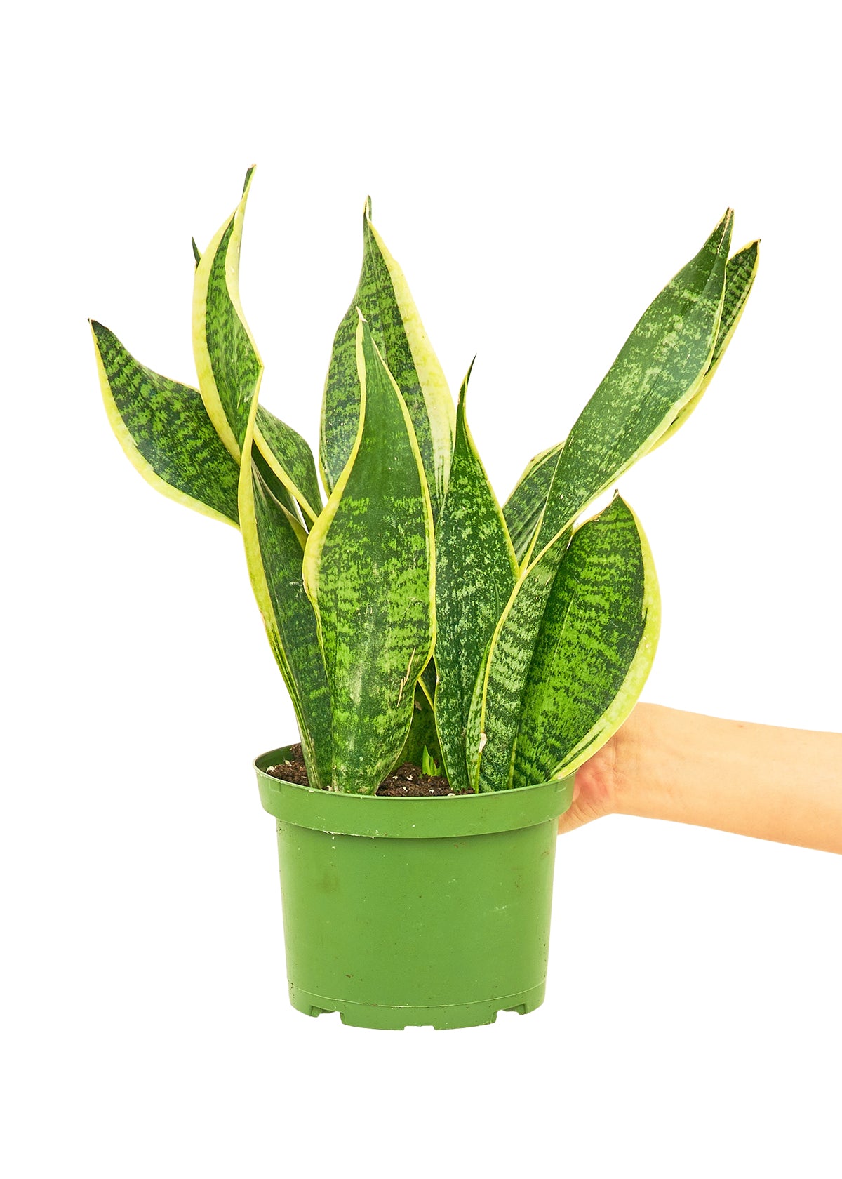 Snake Plant 'Laurentii', 6" pot