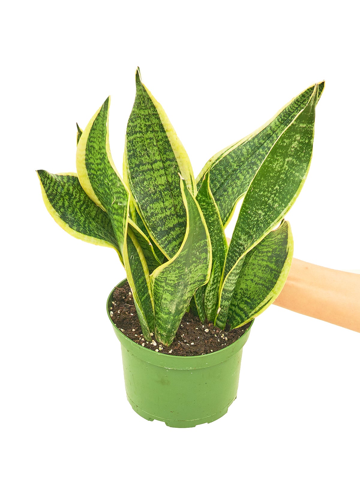 Snake Plant 'Laurentii', 6" pot