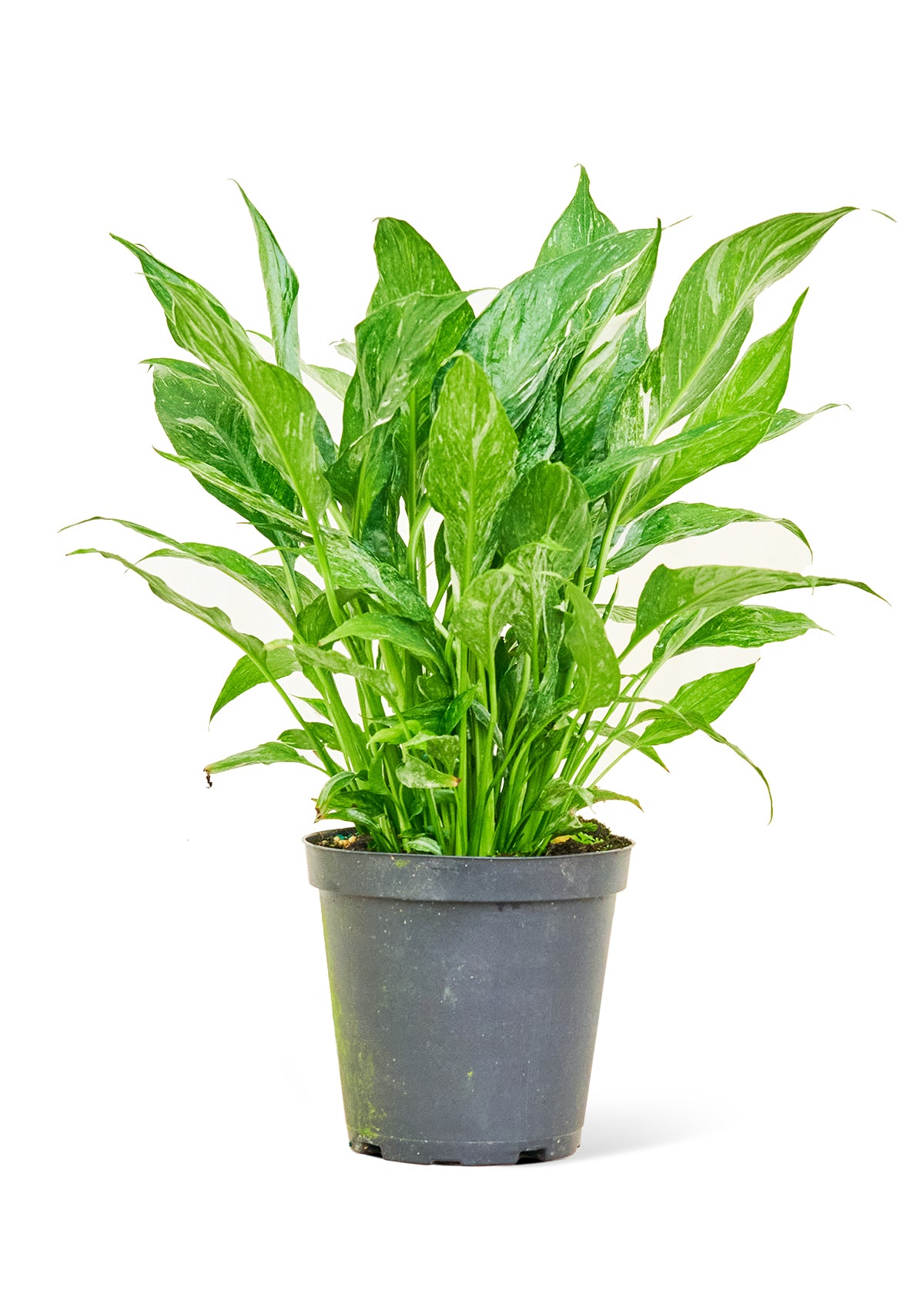 Variegated Peace Lily, 6" pot