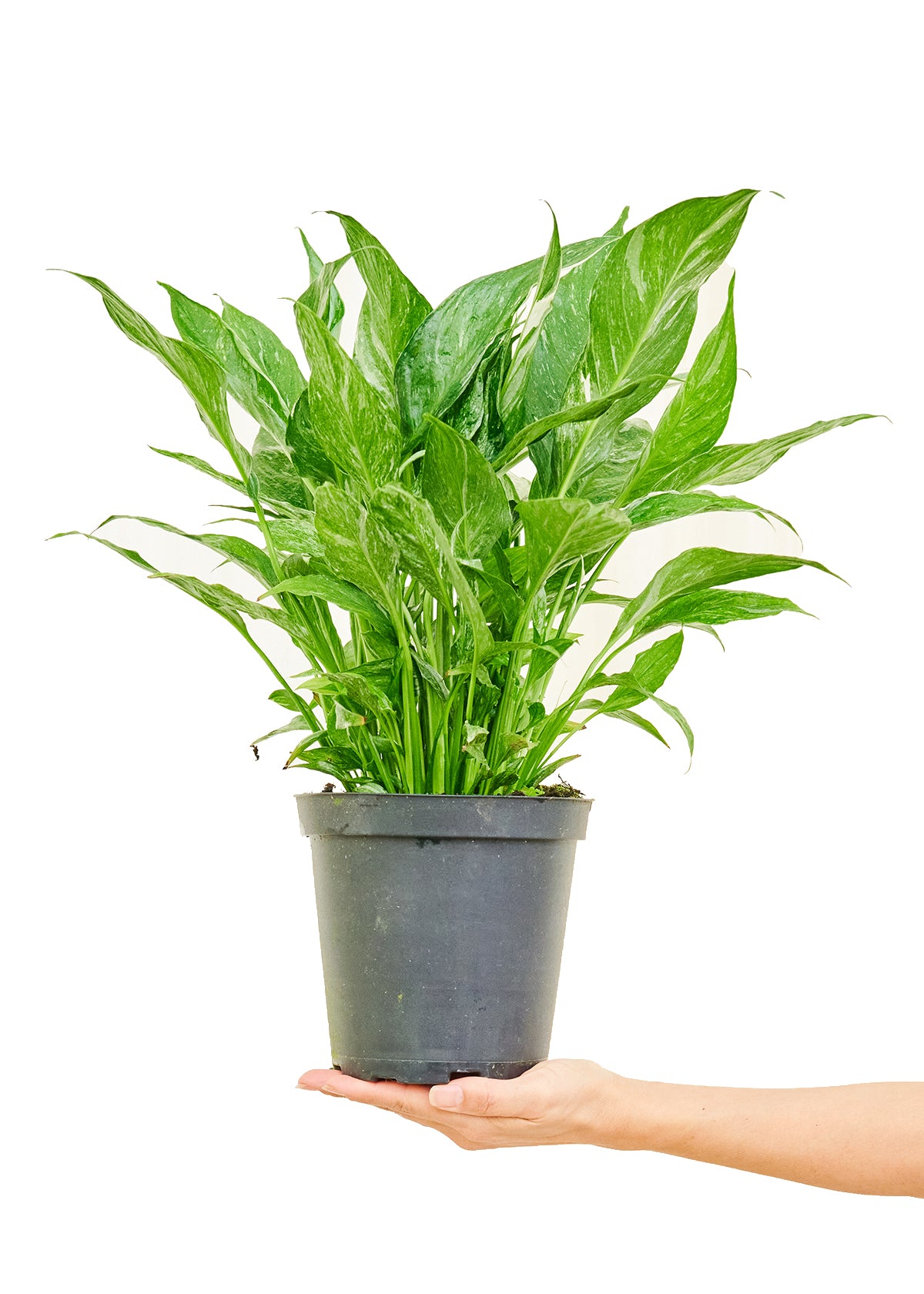 Variegated Peace Lily, 6" pot