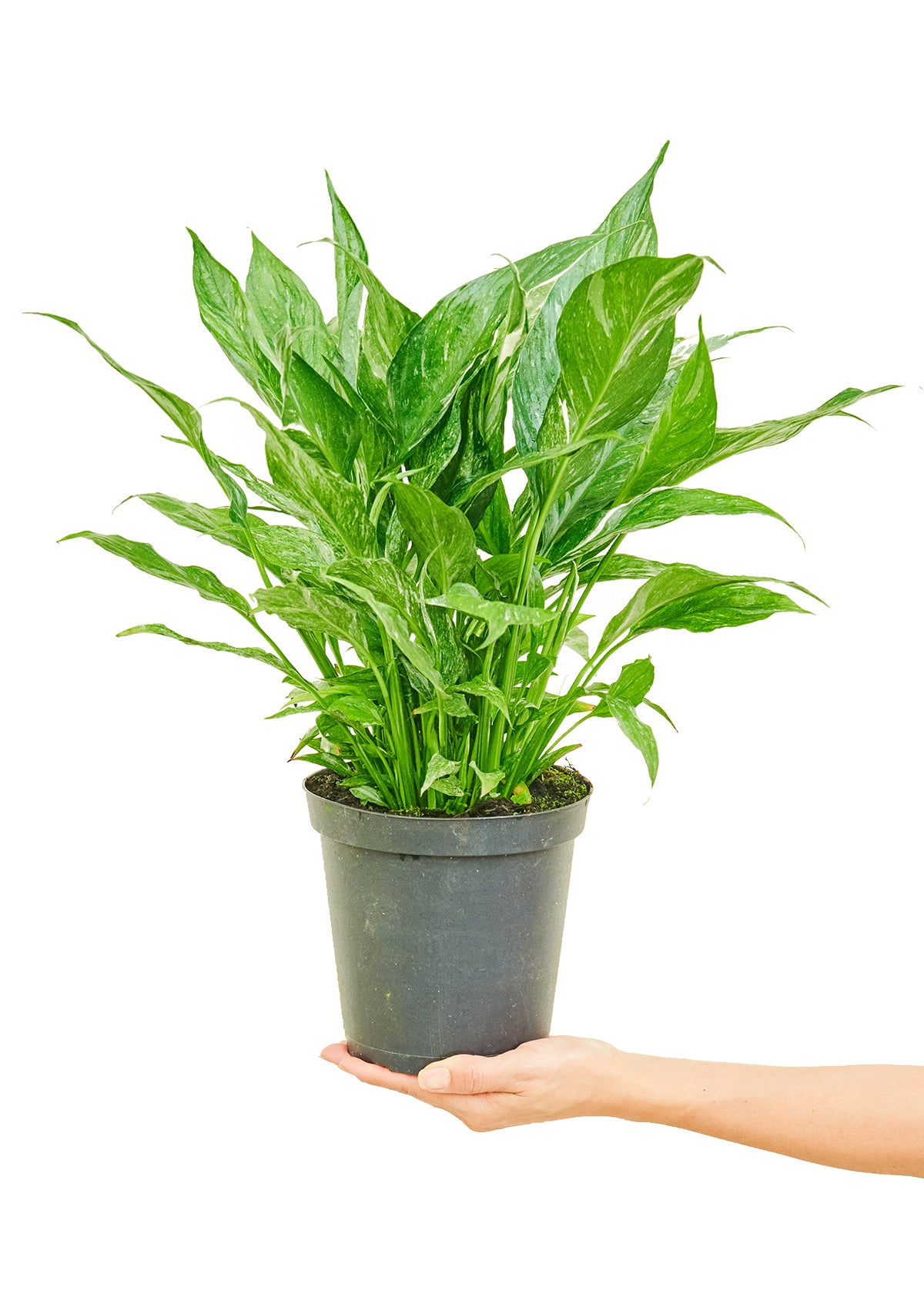 Variegated Peace Lily, 6" pot