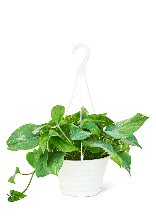 Golden Pothos, 8" hanging basket