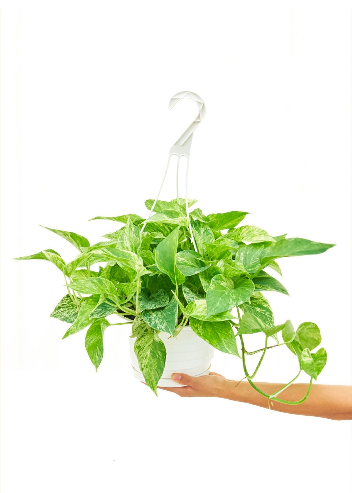 Pothos 'Marble Queen', 8" hanging basket