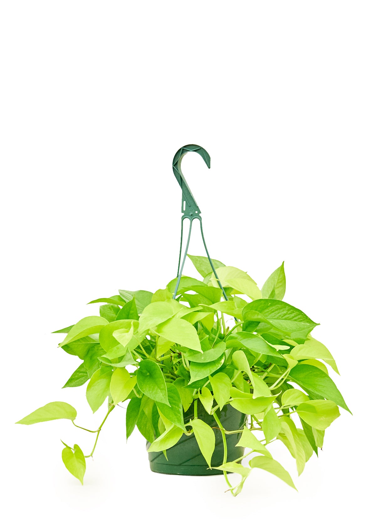 Neon Pothos, 8" hanging basket