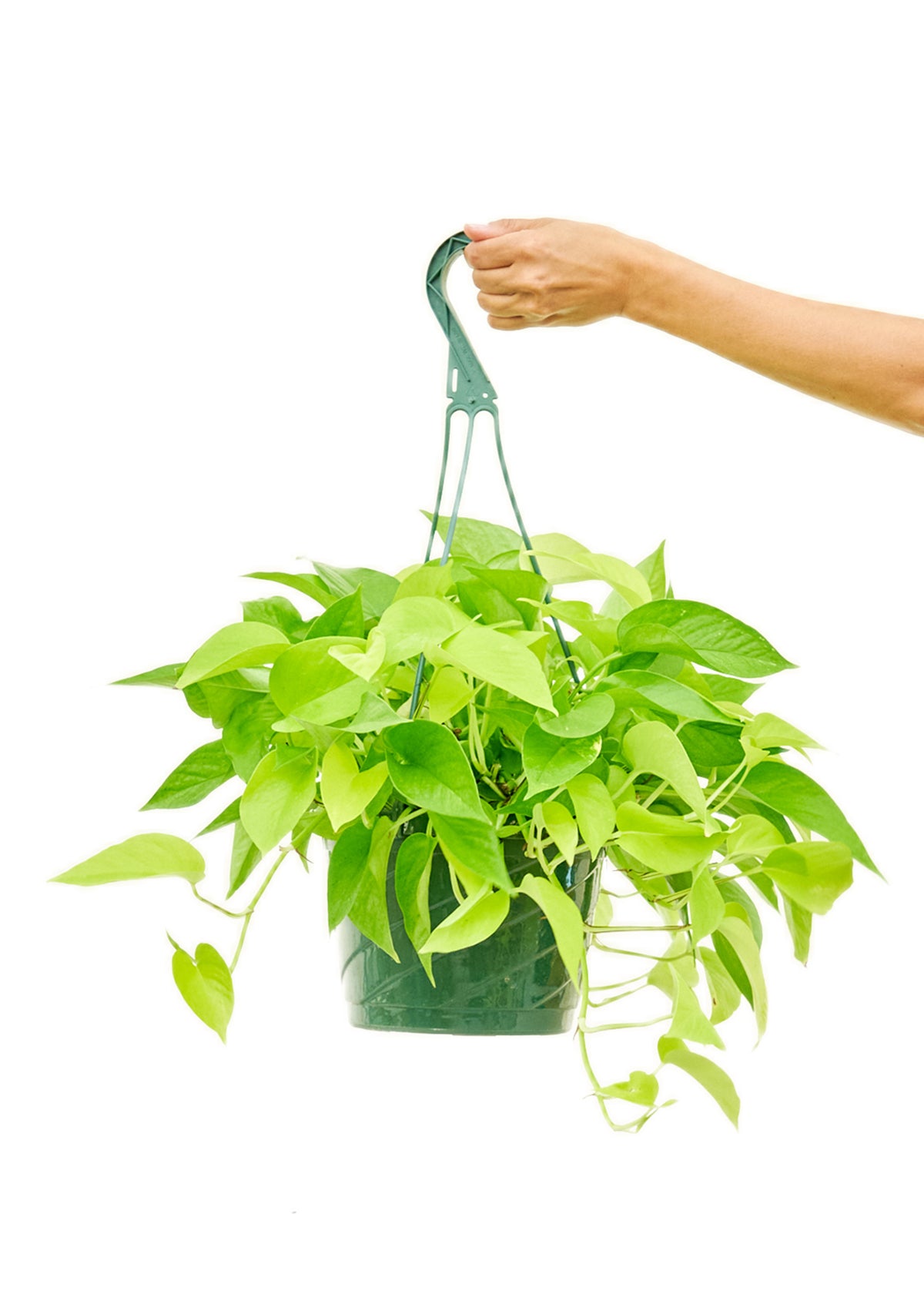 Neon Pothos, 8" hanging basket