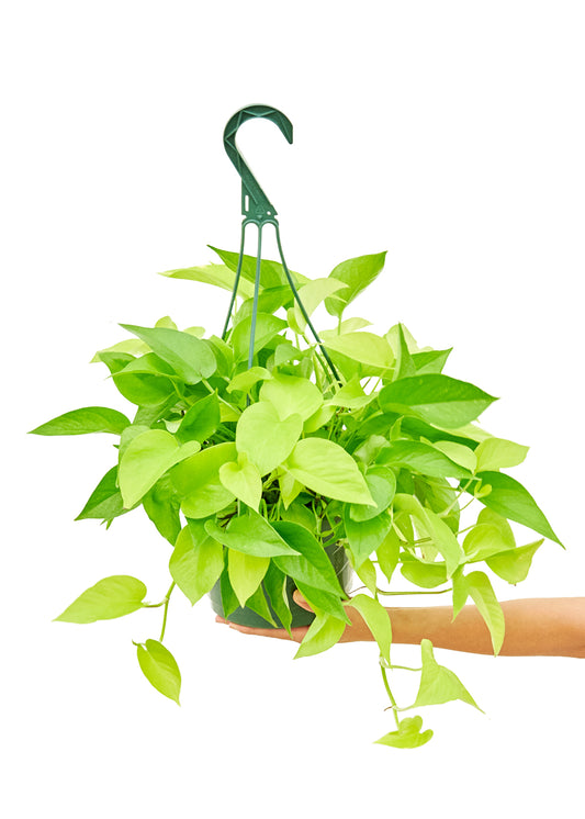 Neon Pothos, 8" hanging basket