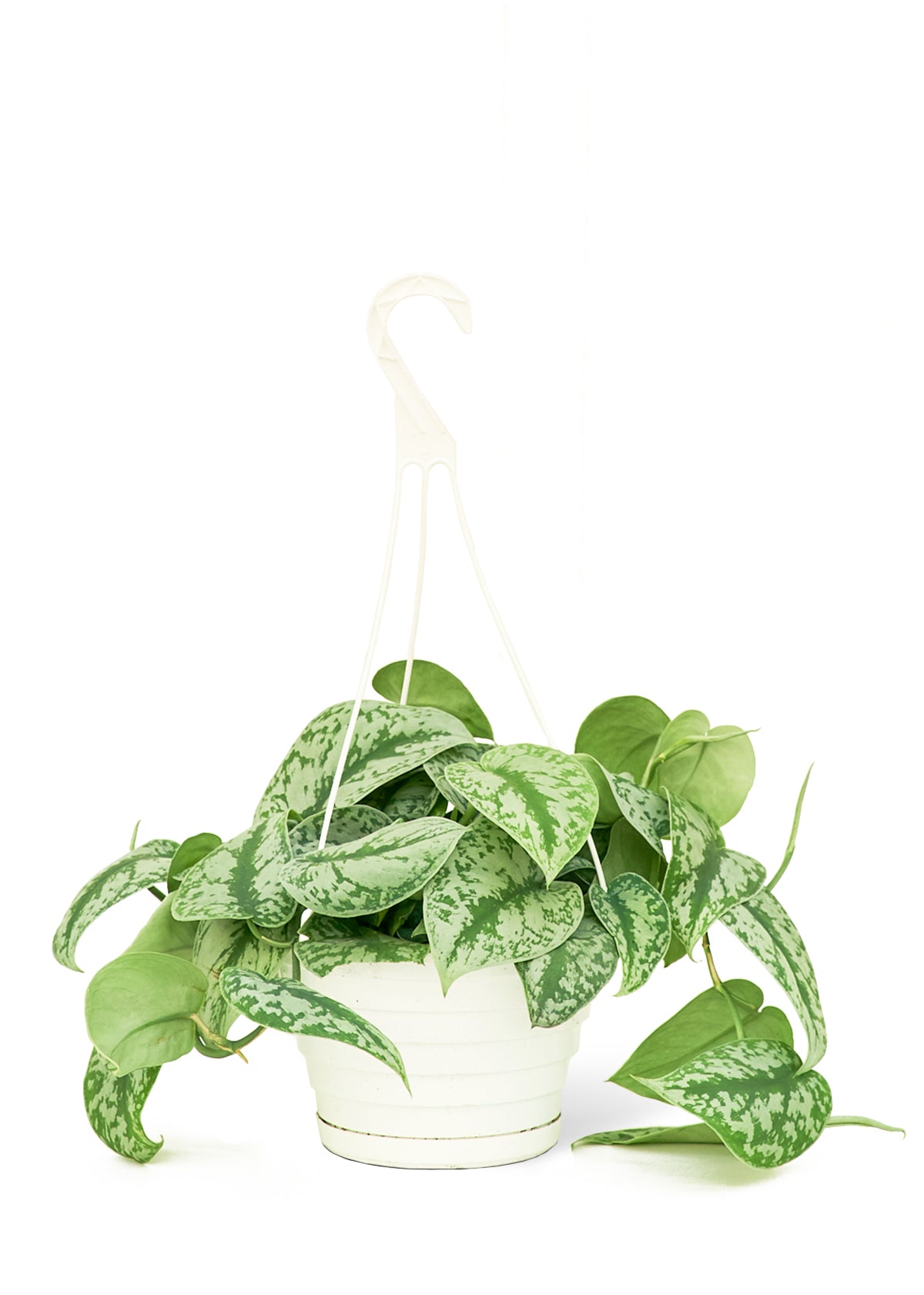 Silver Pothos 'Exotica', 8" pot