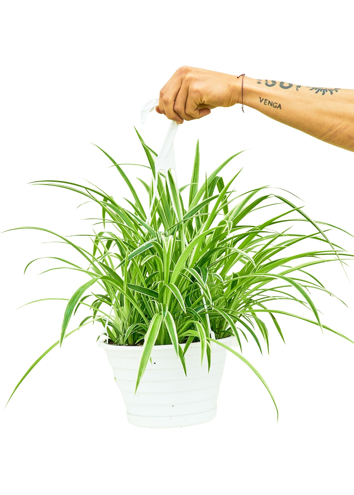 Spider Plant 'Reverse', 8" Hanging Basket