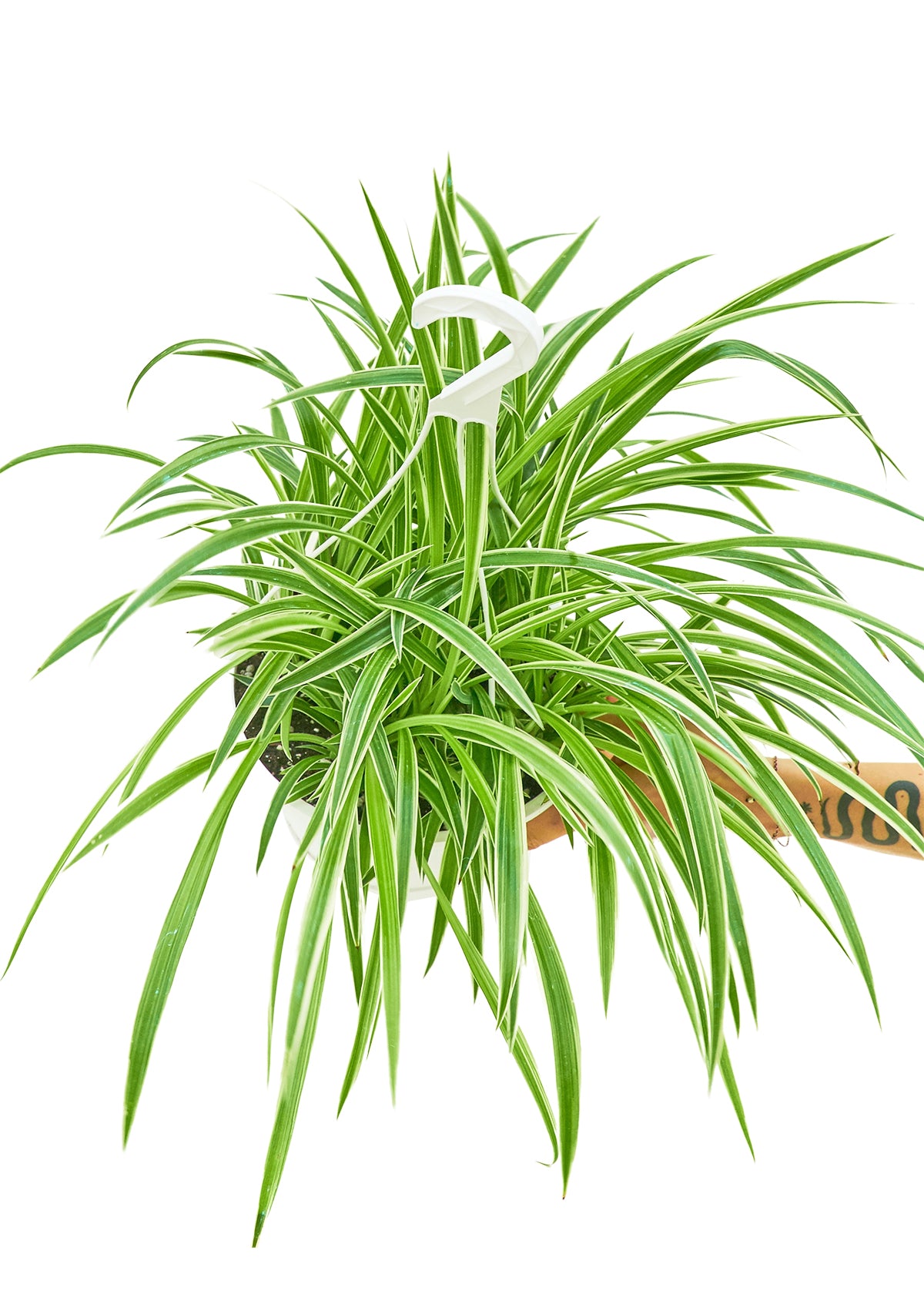 Spider Plant 'Reverse', 8" Hanging Basket