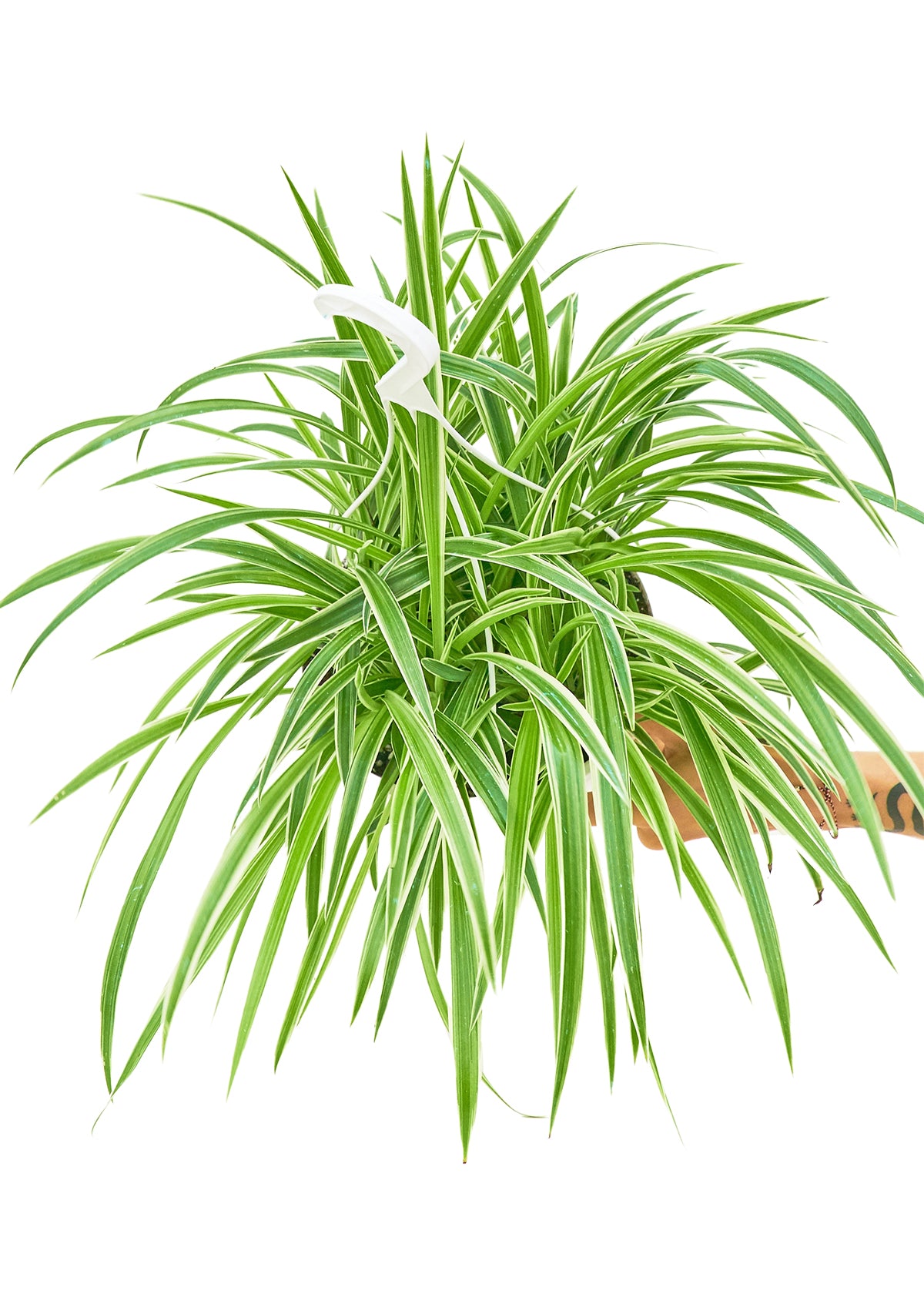 Spider Plant 'Reverse', 8" Hanging Basket