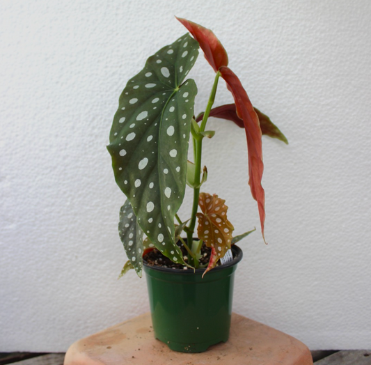 SUBSCRIPTION: Small, 4” Monthly Plant Subscription – January '26