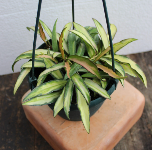 SUBSCRIPTION: Medium, 6” Monthly Plant Subscription – January '26