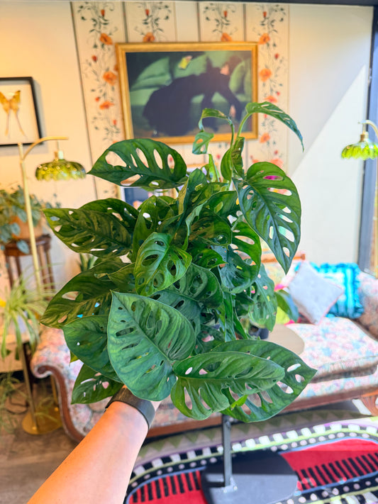 Swiss Cheese Plant Monstera Adansonii, 6" pot