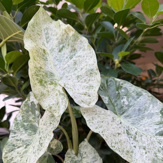 SUBSCRIPTION: Medium, 6” Monthly Plant Subscription – July '26