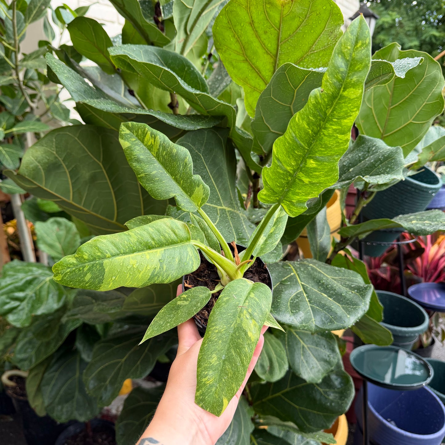Philodendron 'Ring of Fire', 4" Pot
