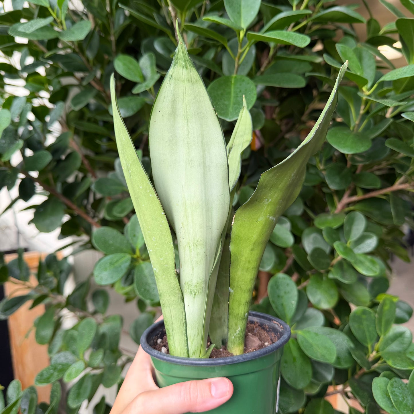 Assorted Snake Plant, 4" Pot