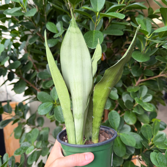 Assorted Snake Plant, 4" Pot