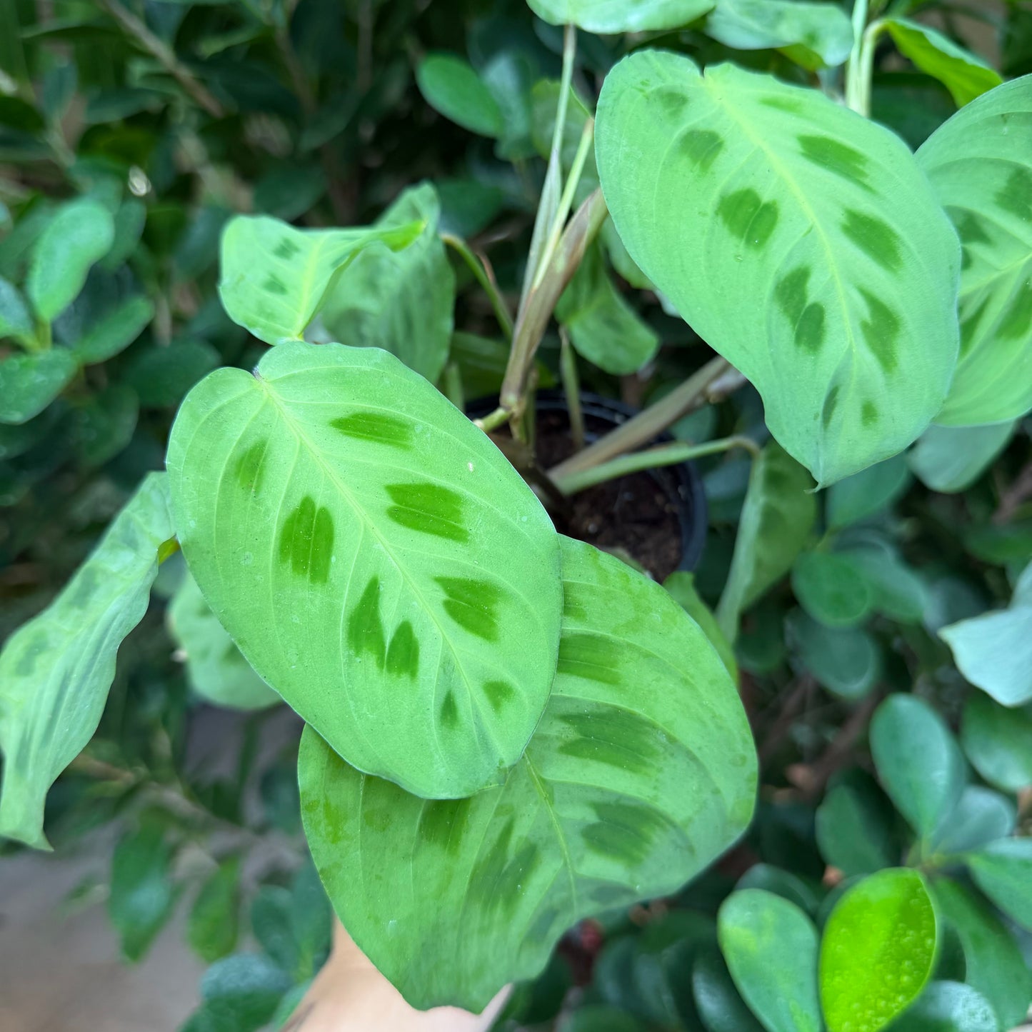 Maranta Green, 4" Pot