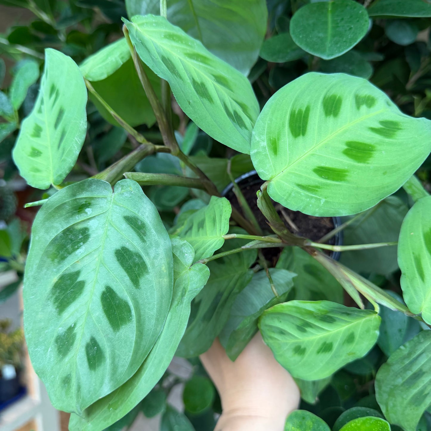 Maranta Green, 4" Pot