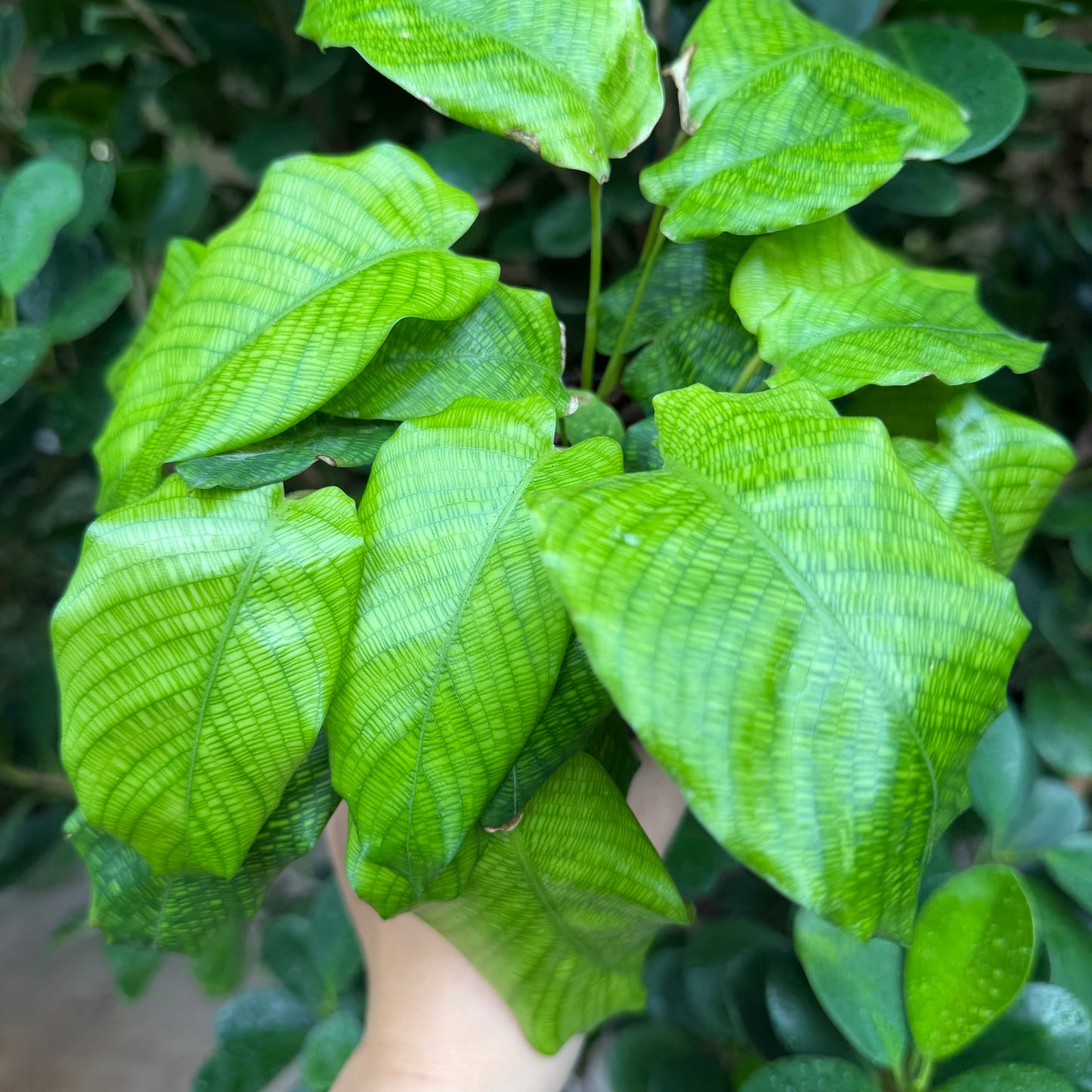 Calathea Network, 4" Pot