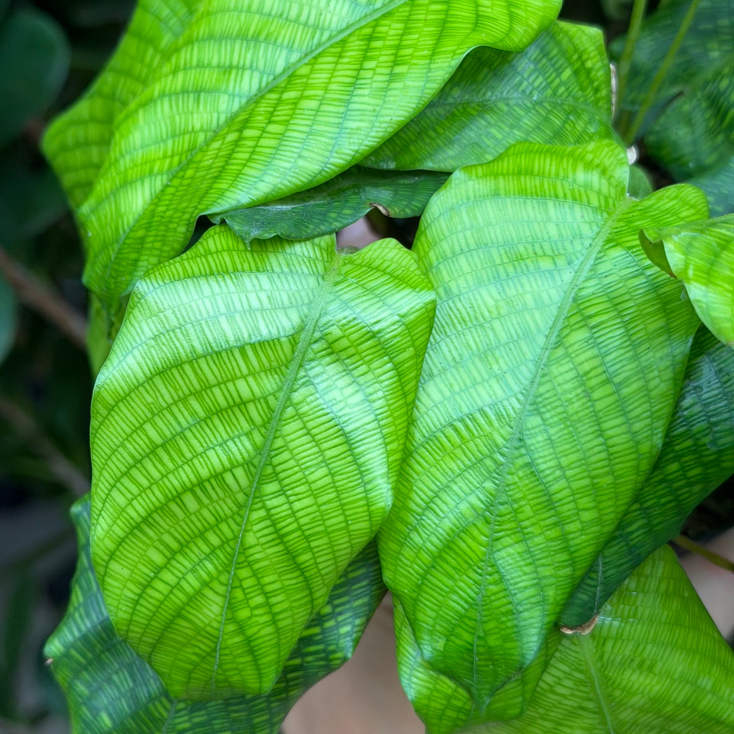 Calathea Network, 4" Pot