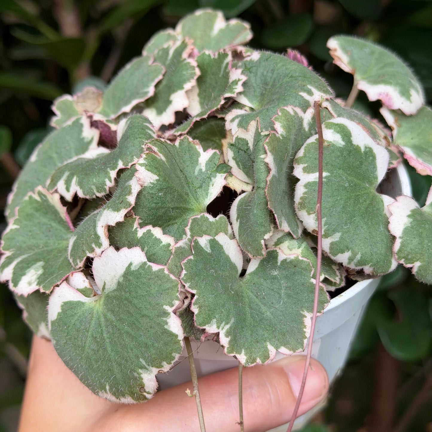 Strawberry Begonia Variegated, 4" pot