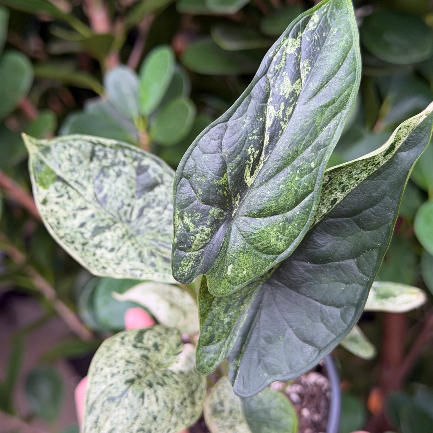 Variegated Alocasia Dragon Scale Mint, 4" pot